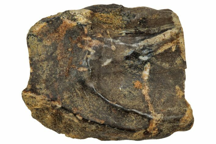 Fossil Triceratops Shed Tooth - Montana #350710